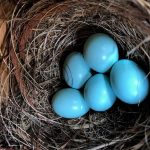bluebird nest 5 eggs