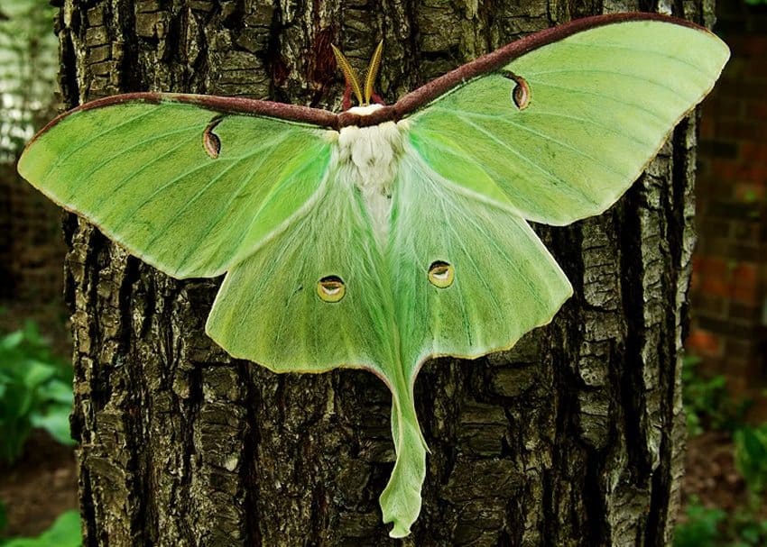 Indigenous IQ: Luna Moth | Our Mississippi Home