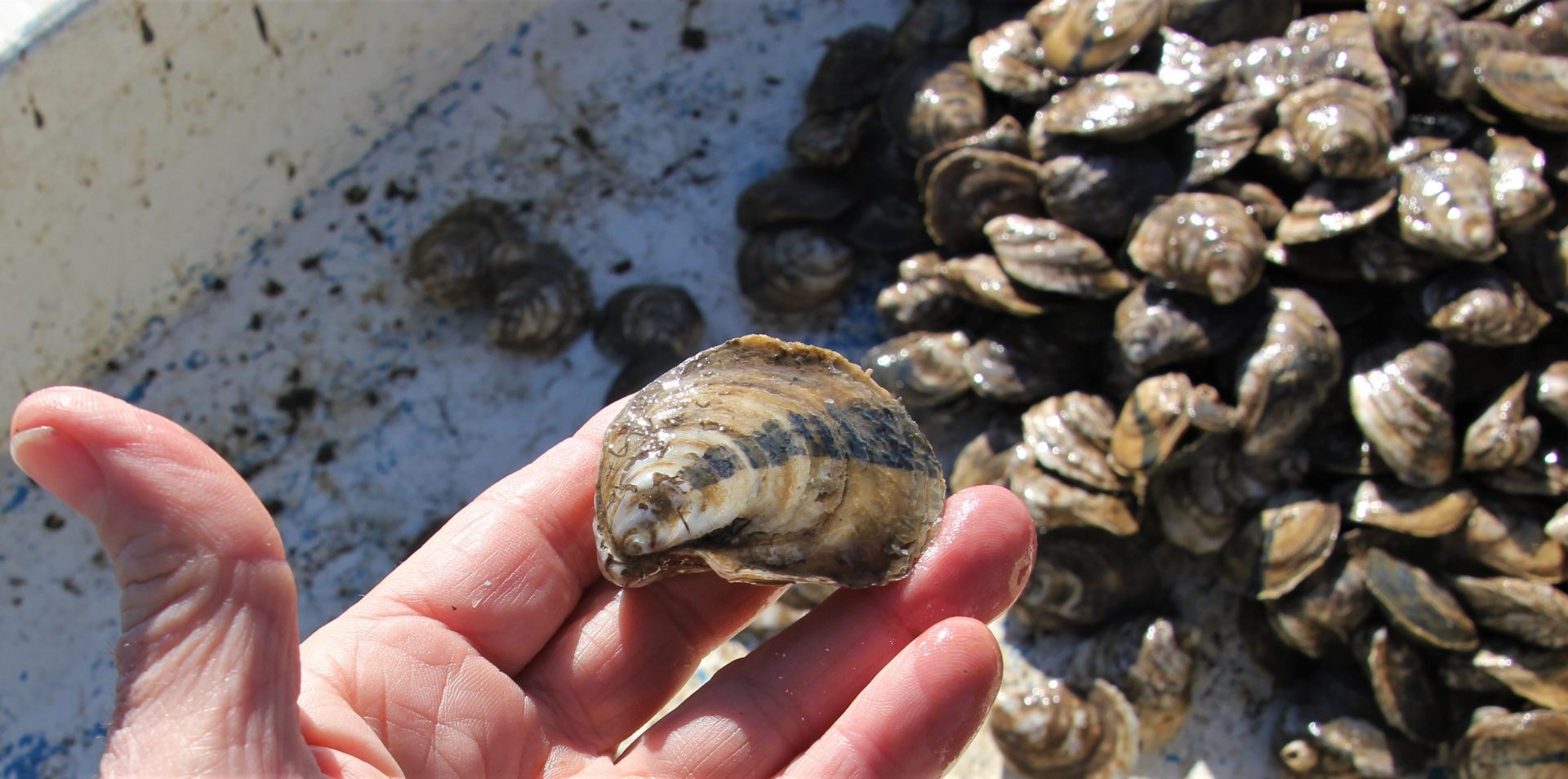 Oyster Farming. A New Revolution is Coming! | Our Mississippi Home