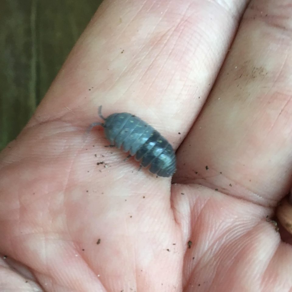 two-toned-rolly-pollies-our-mississippi-home