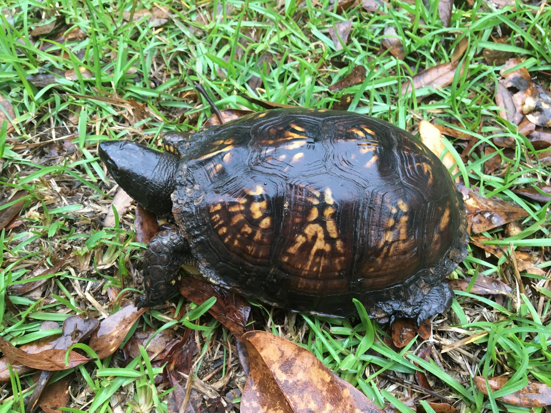 Share The Road With Eastern Box Turtles 