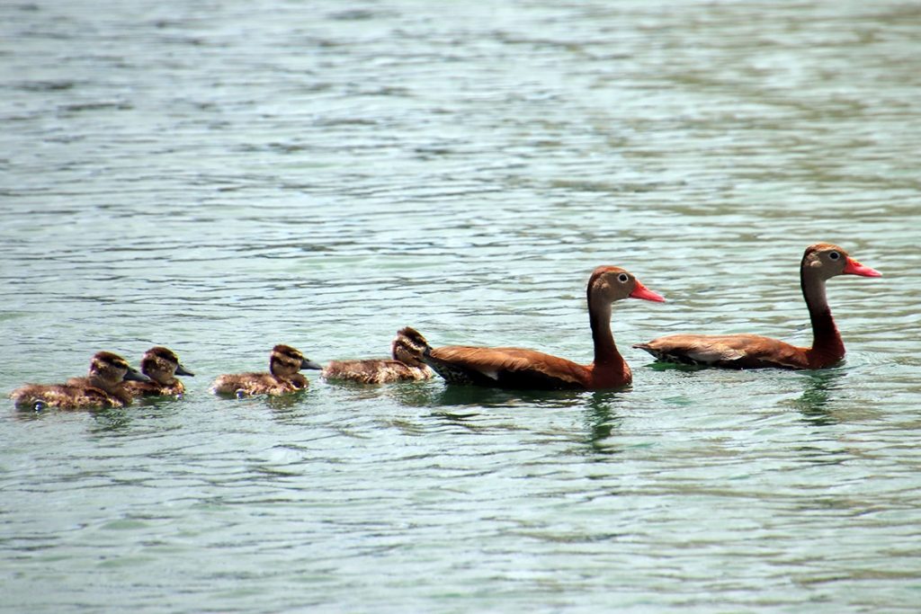 black bellied whistling duck family web