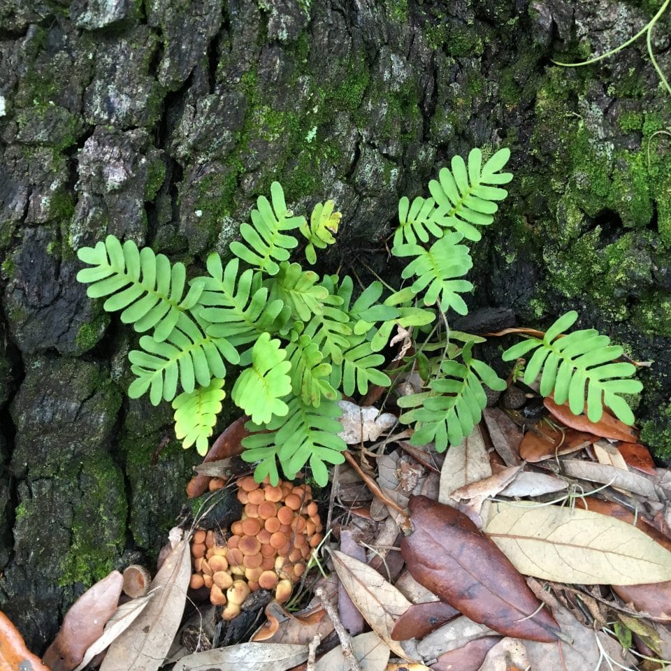 Resurrection Fern – Surviving the Dry Times - Our Mississippi Home