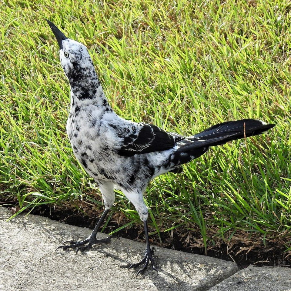 Parking Lot Birds | Our Mississippi Home