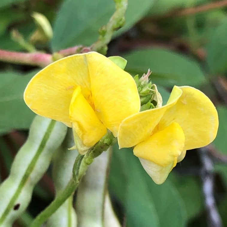 cowpea flower