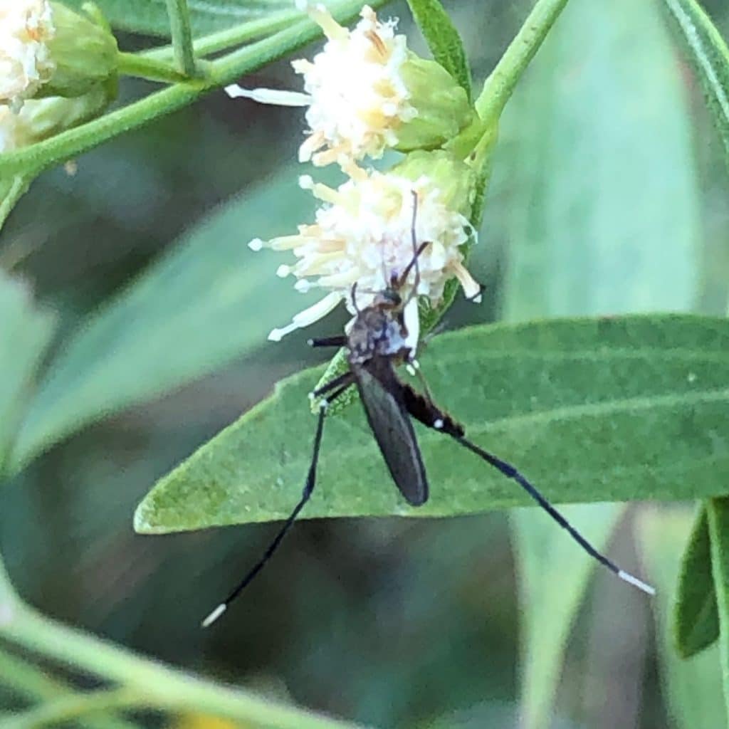 Why we should appreciate mosquitoes Our Mississippi Home