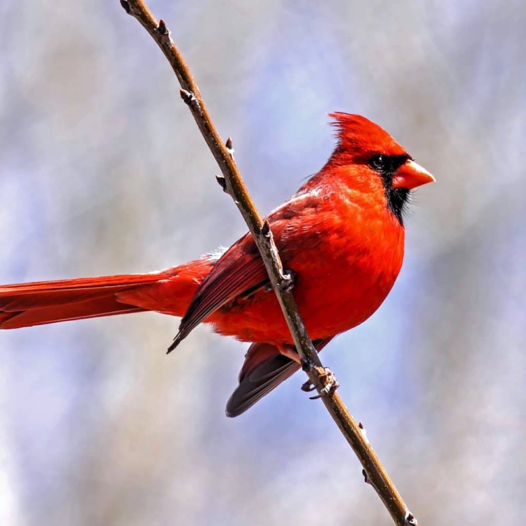 Redbird