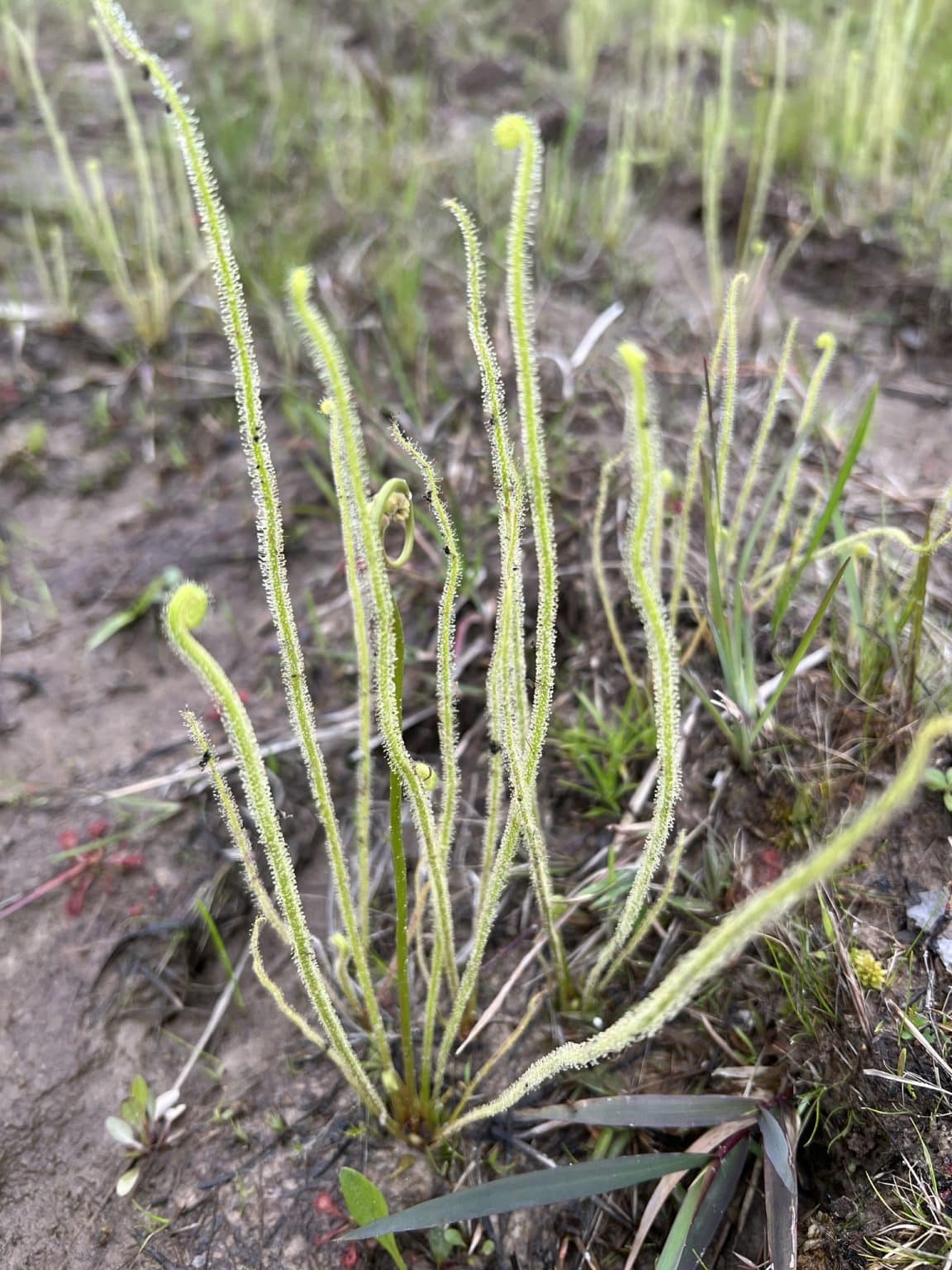 Sundew - Thread Leaf