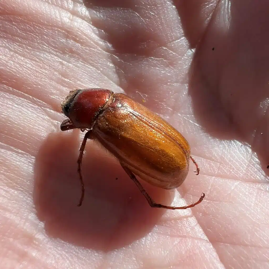 June Beetle Adult squared