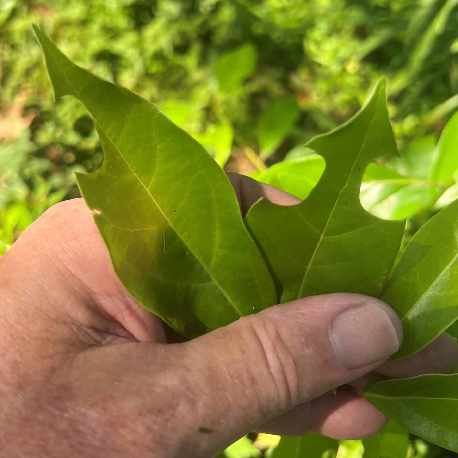 Leaf cutterbee holes in leaf squared and reduced