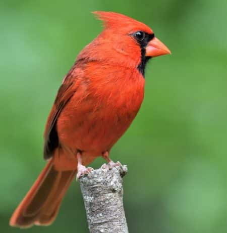 Northern Cardinal 5May2020_01 (4) Clarke resized