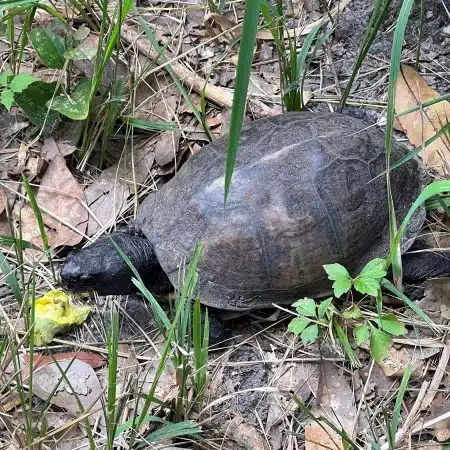 Box Turtle Eating Paw Paw squared