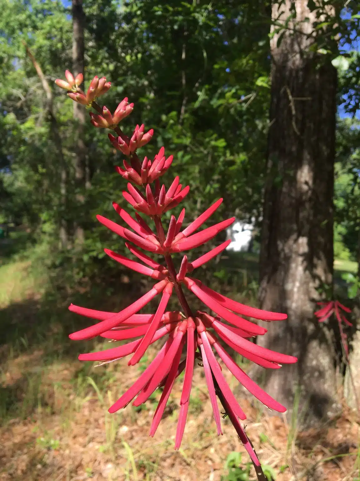 Coral Bean Flower Reduced