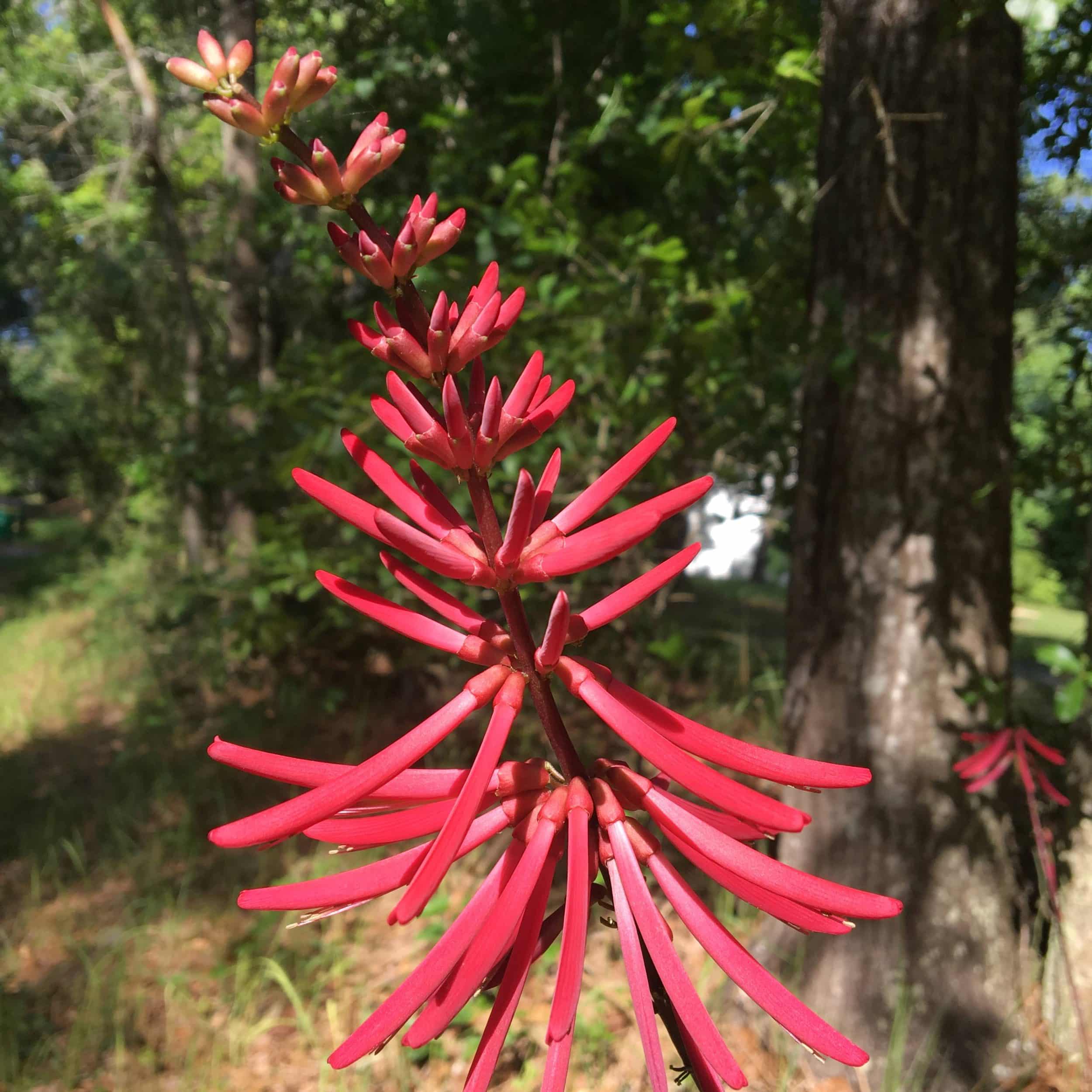 Coral Bean Flower Reduced