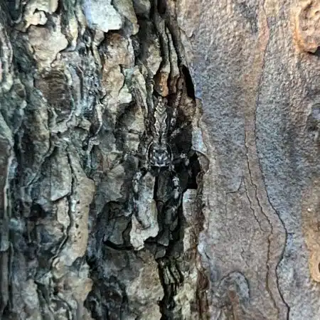 Tan Jumping Spider on Bark squared