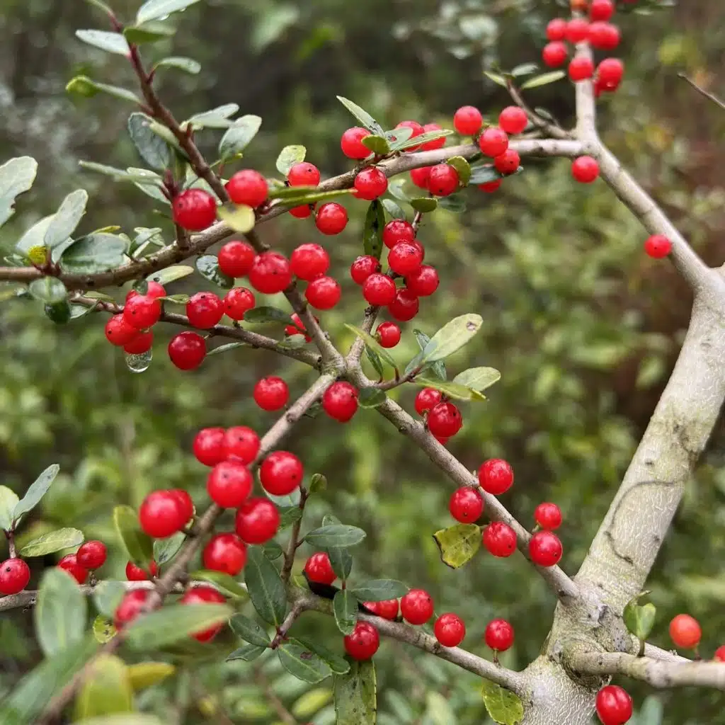 Yaupon Fruit and Leaves.JPEG Square