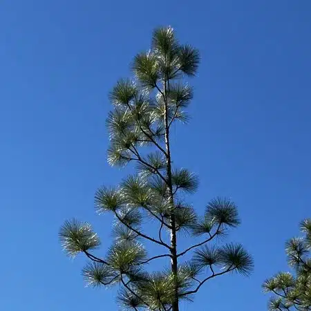 Longleaf Pine Tree squared