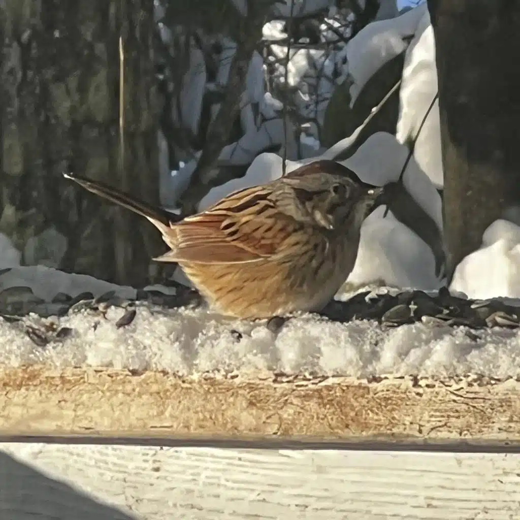 White Throated Sparrow in Snow cropped