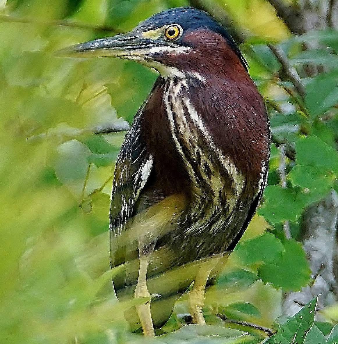 Green Heron adult - Curtis Makmason