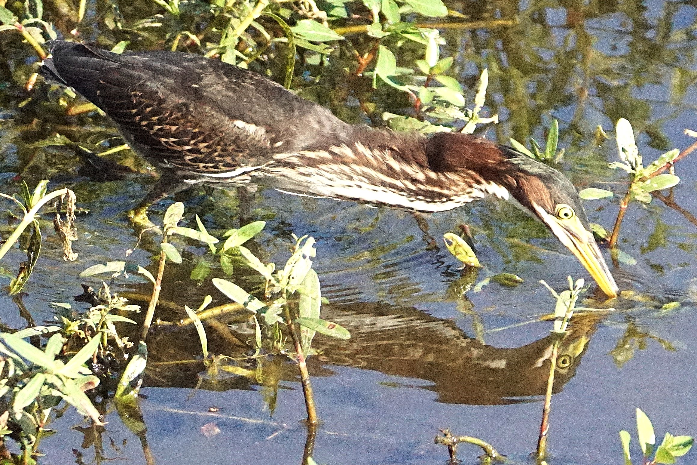 Green Herons – Living in the Shadows
