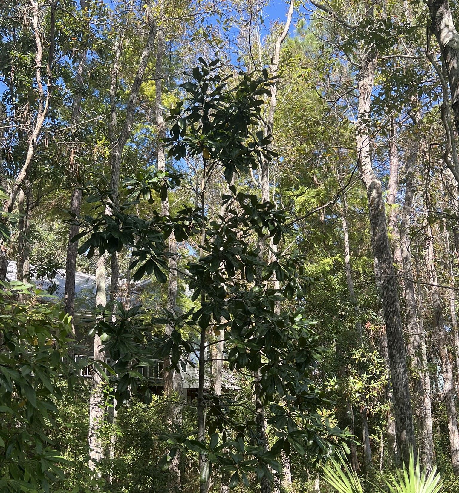 The Forest Understory – What is it? u89-Magnolia-Understory-Tree-cropped