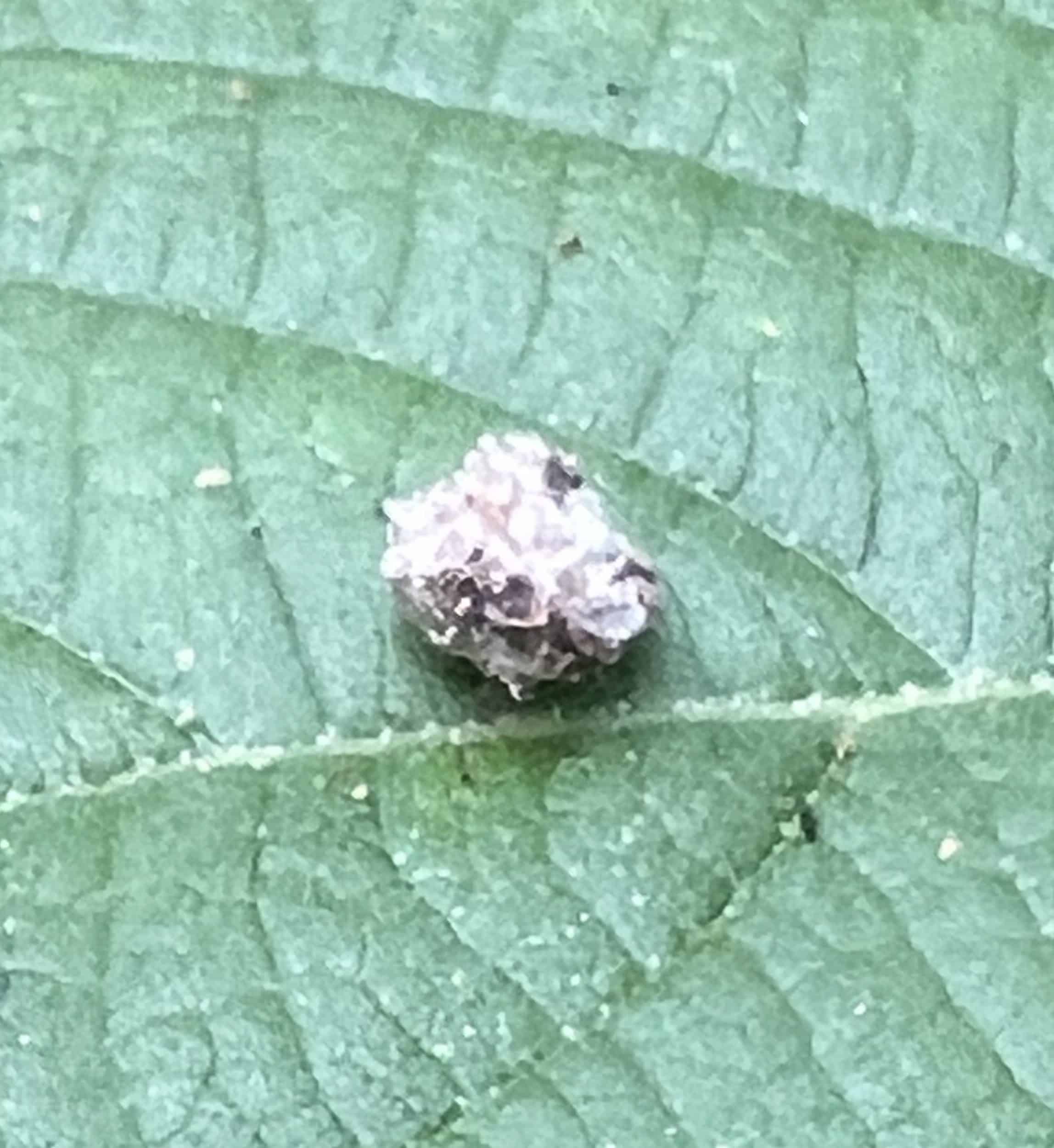 u89-Trash-Bug-Top-squared