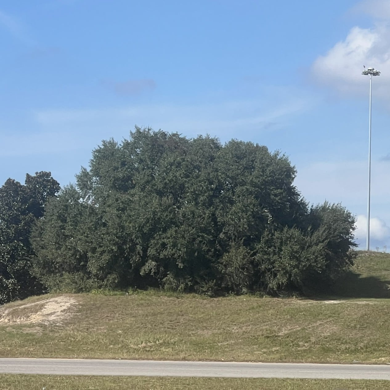 Live Oaks Are Shaped for Coastal Life u89-Live-Oak-Spreading-Mounding-Squared