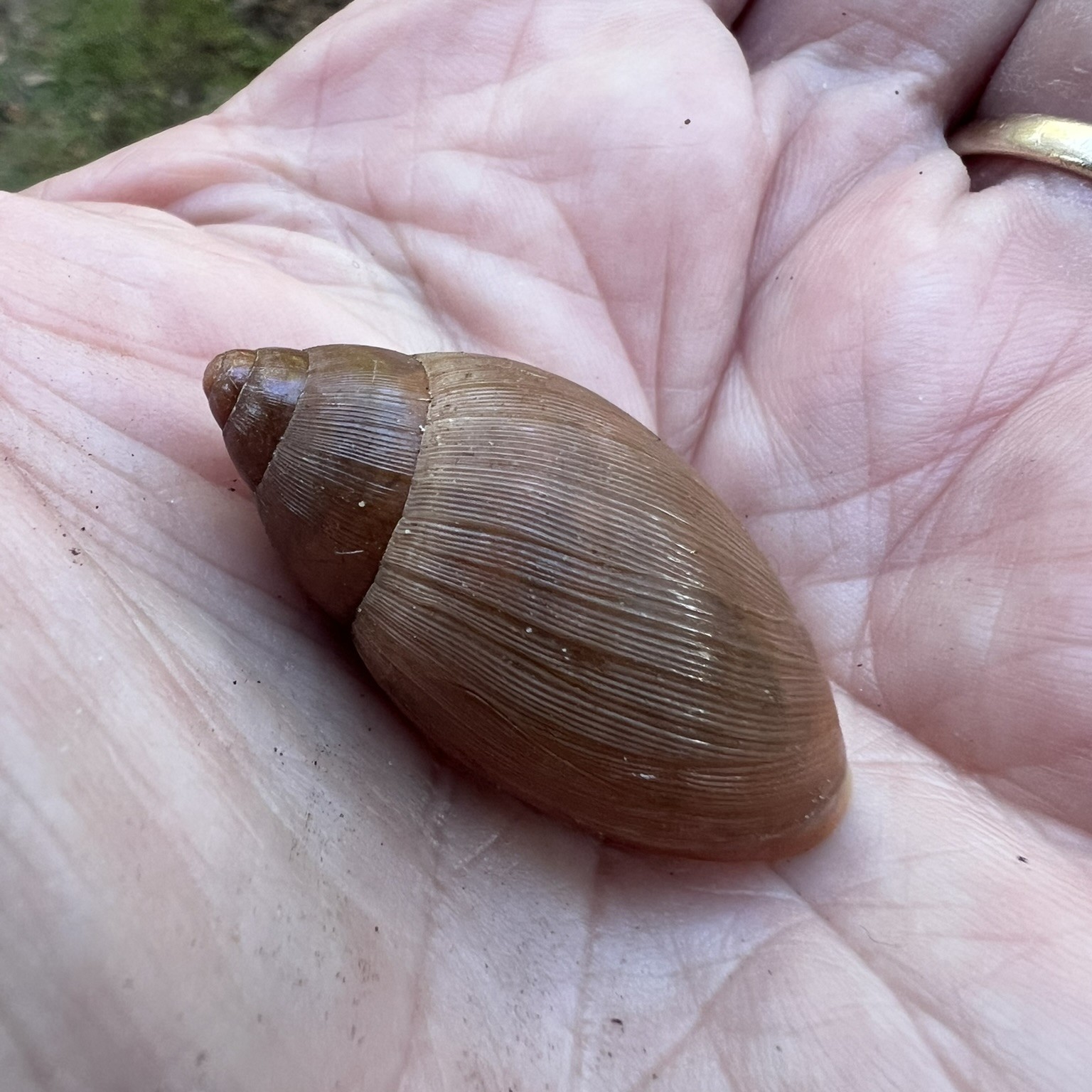 Rosy Wolfsnail u89-Rosy-Wolfsnail-squared