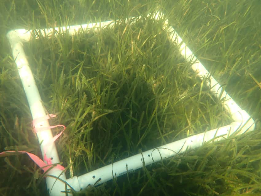 Southern Miss One of Five Institutions to Receive NOAA Funding for Long-Term Research in the Gulf