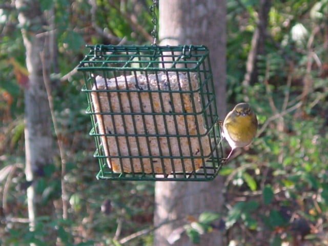 A Season for Stewardship: Simple Winter Conservation Actions for Mississippi Families u89-Pine-Warbler-on-Suet