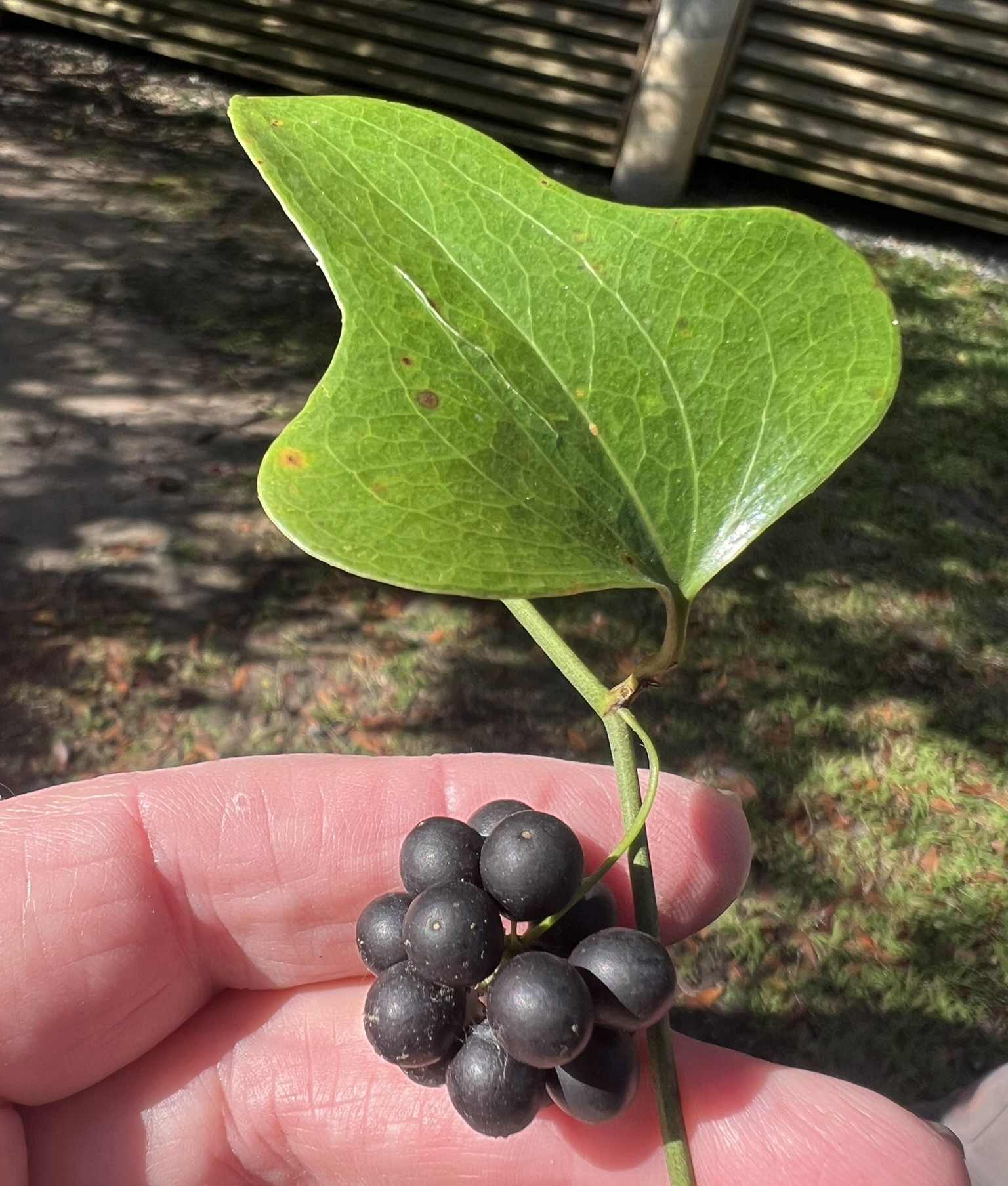 Learning to Love Greenbriers u89-Smilax-auriculata-adjusted-1