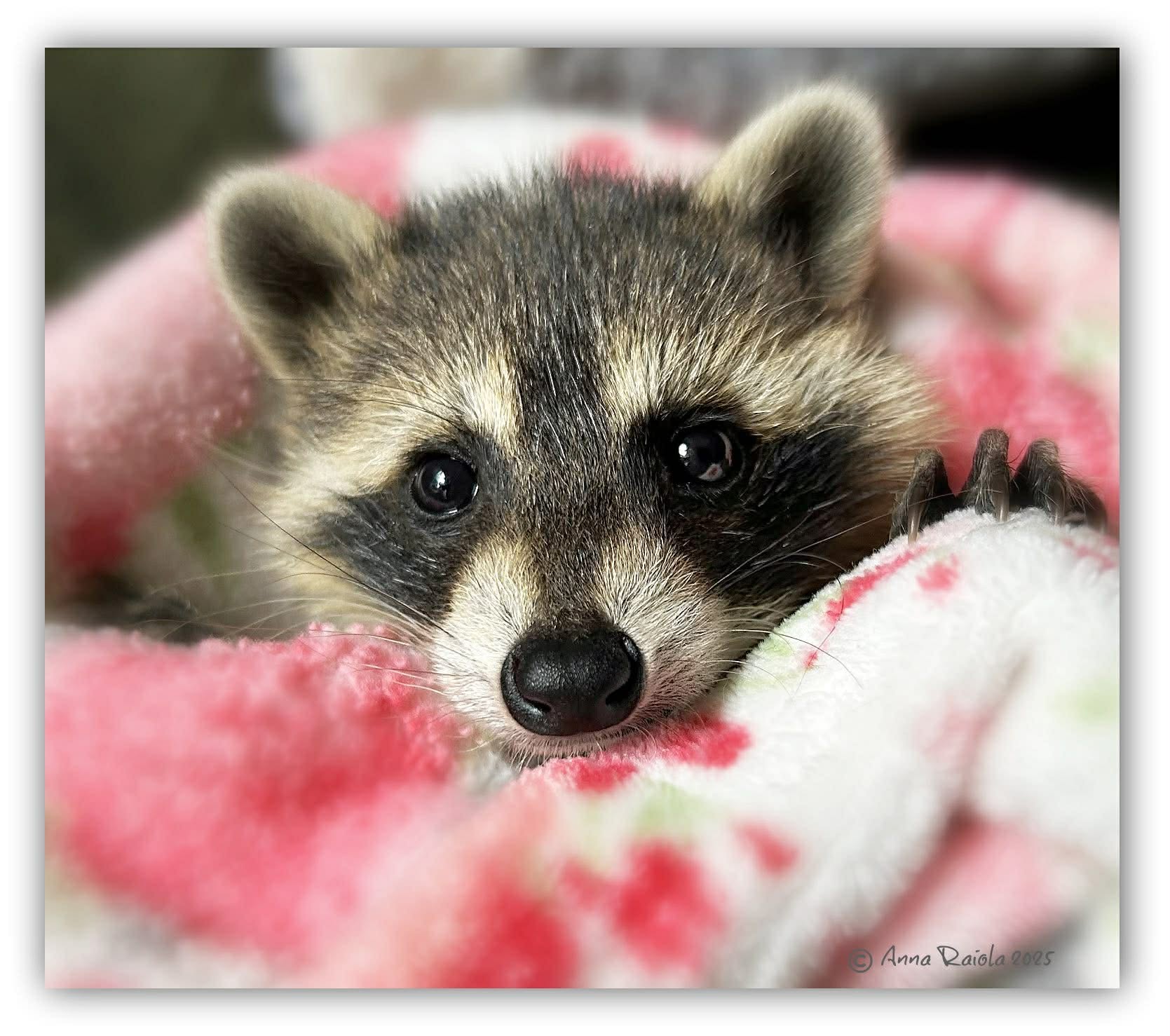 Answering Every Call: Anna Raiola’s Heart for People and Wildlife