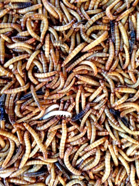 An Ode to Maggots