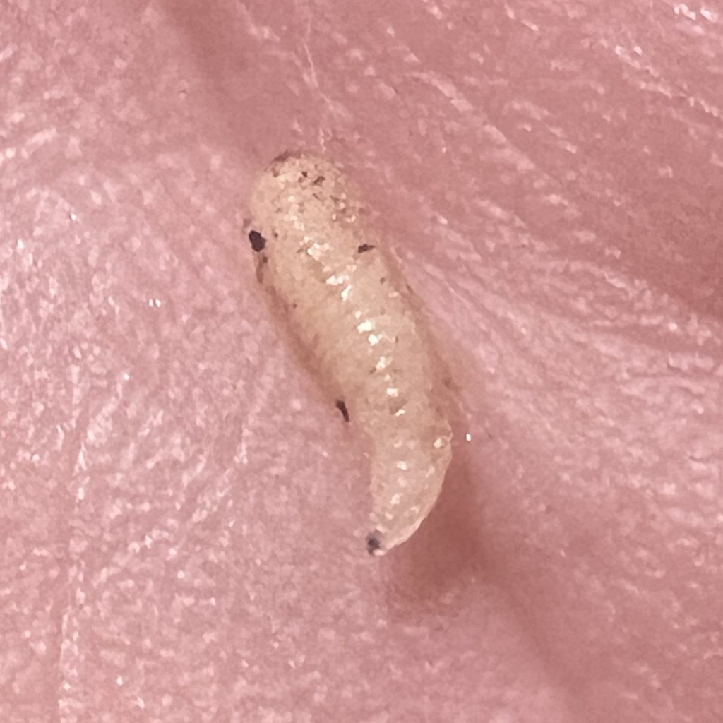 Maggot-1