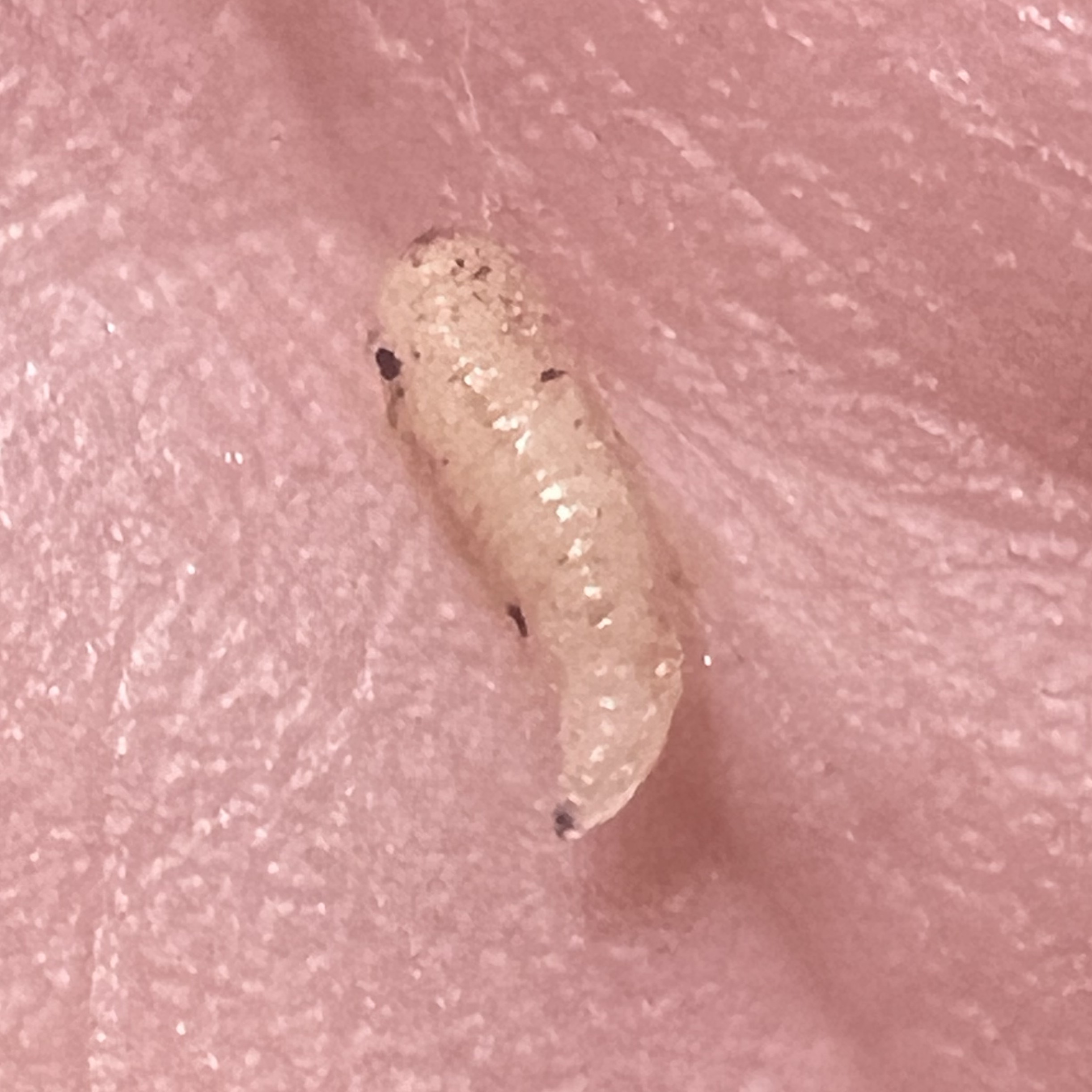Maggot-1