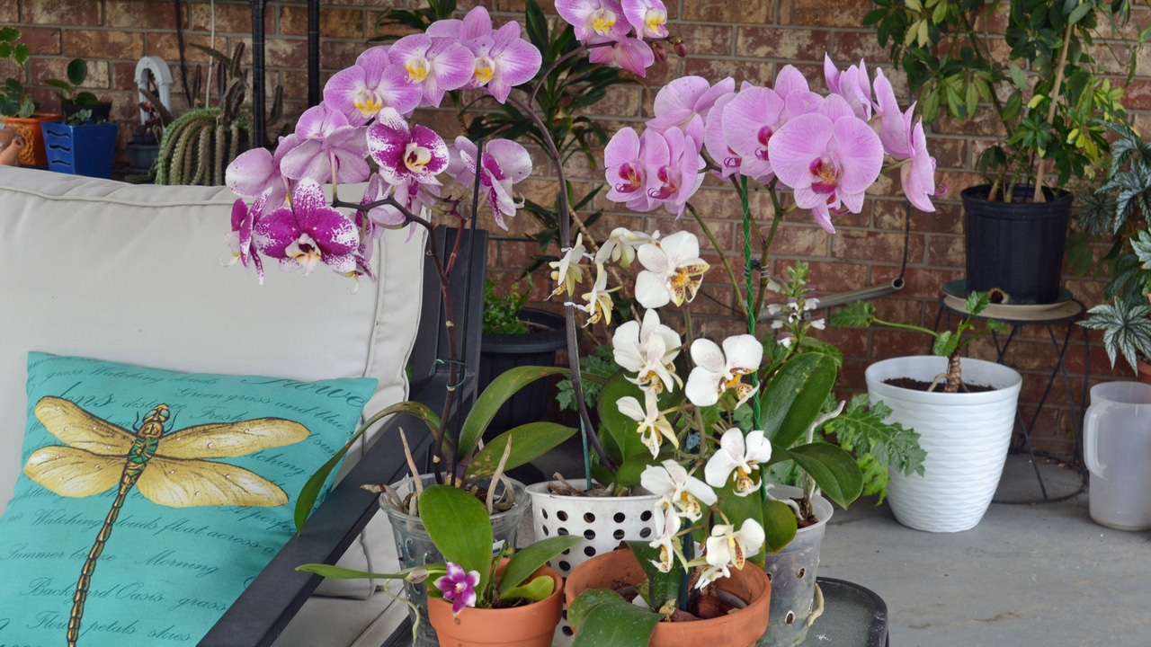 Orchids Bring Beauty and Personality Inside