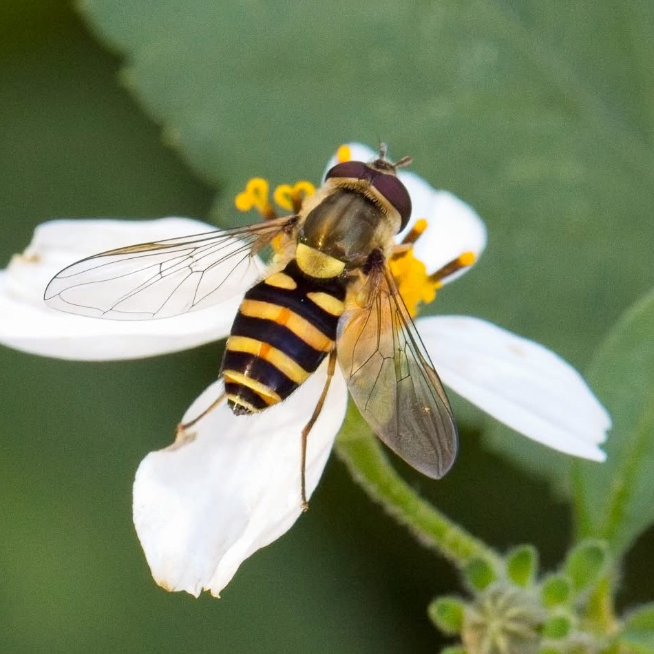 Flies Are Cool – Really Fly-Flower-Fly-Milligan