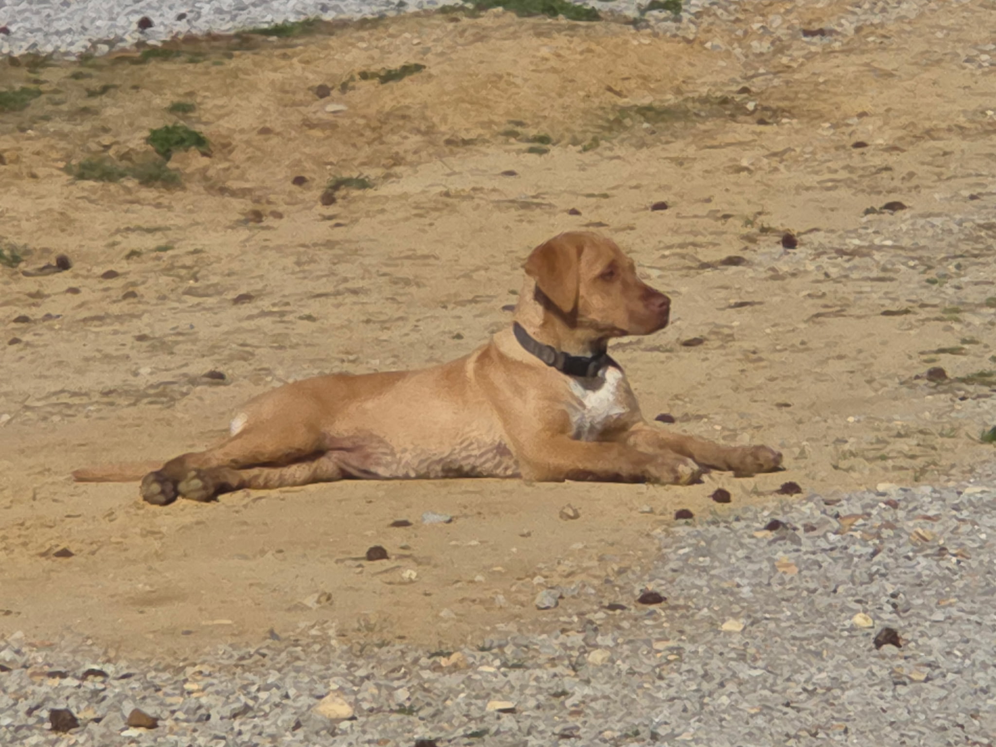 Ellie the Wonder Dog
