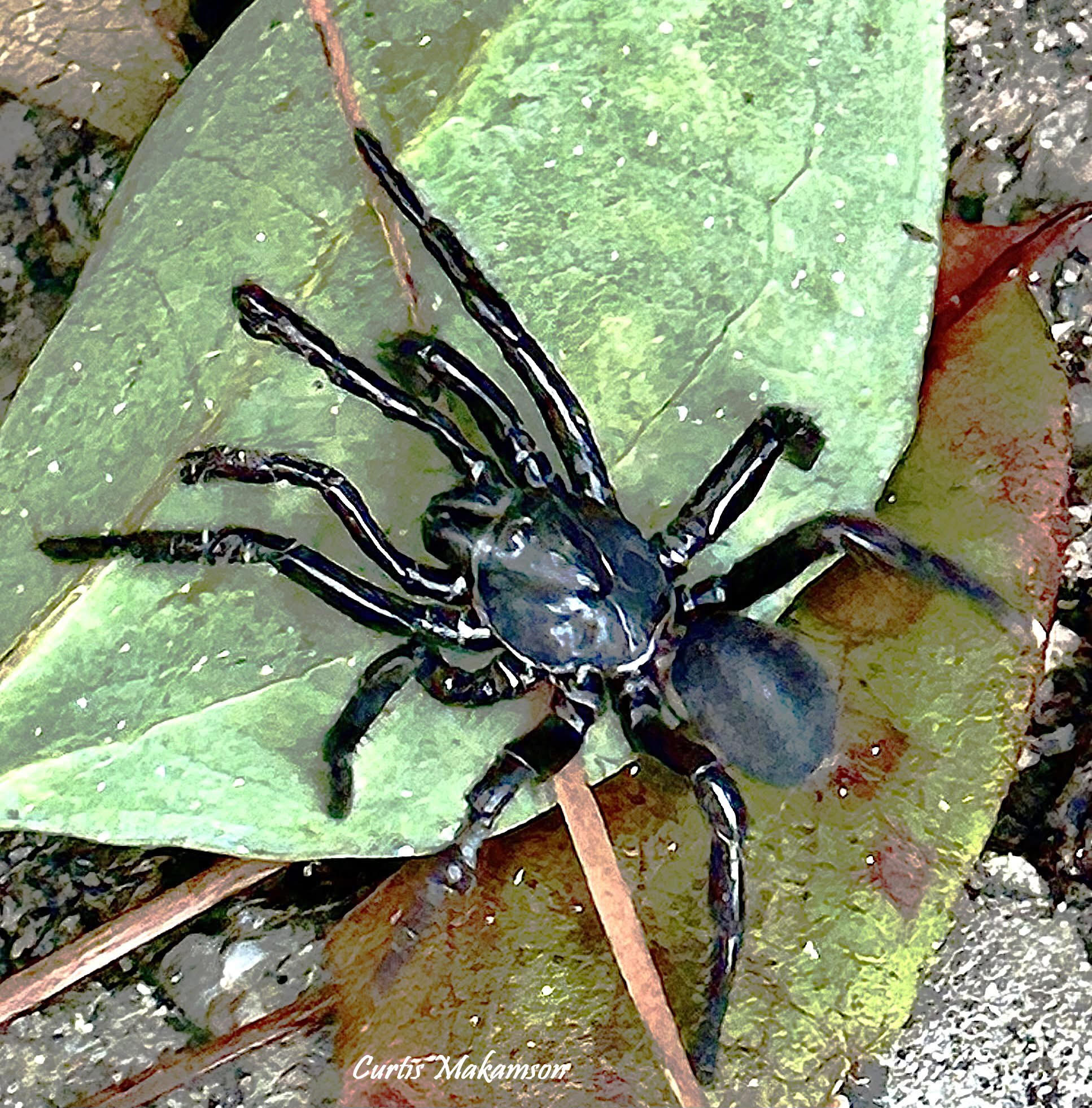 Trapdoor Spiders – Common, But Seldom Seen Audouins-Trapdoor-Spider-Curtis-Makamson
