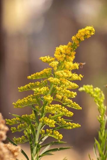Goldenrod: Mississippi’s Late-Summer Gold
