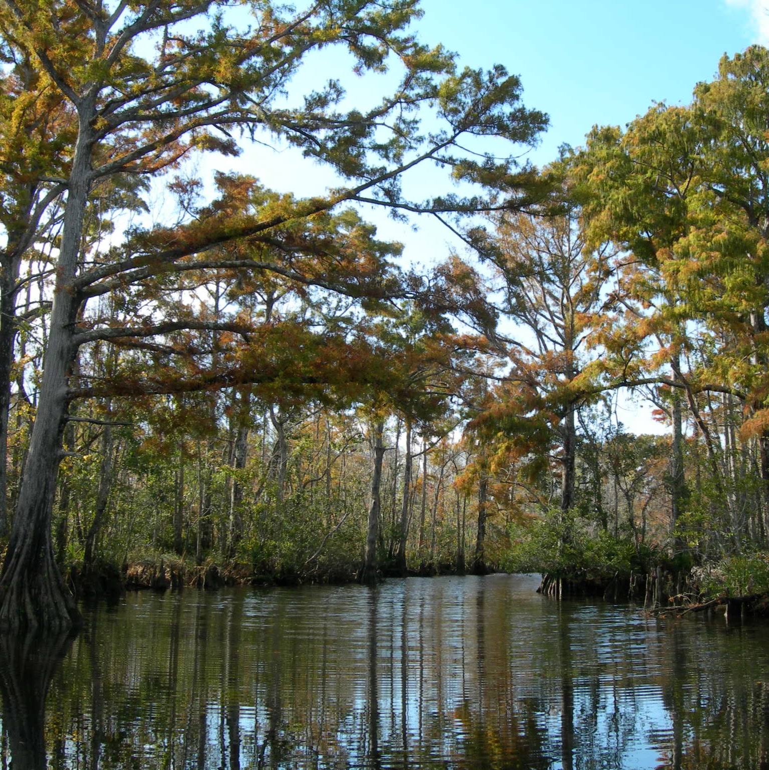 Discovering Nature on the Singing River – an iNaturalist Project