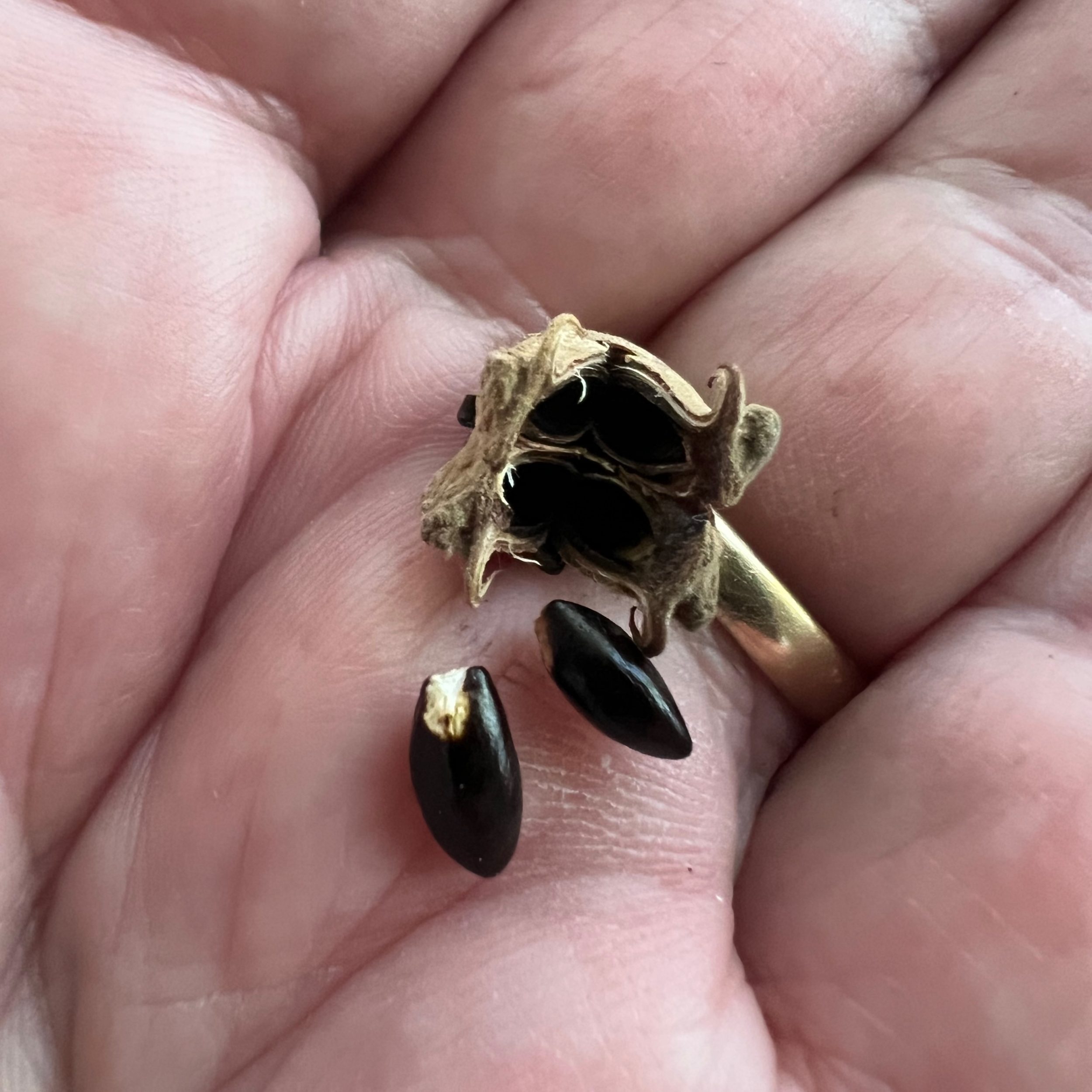 Flying Seeds